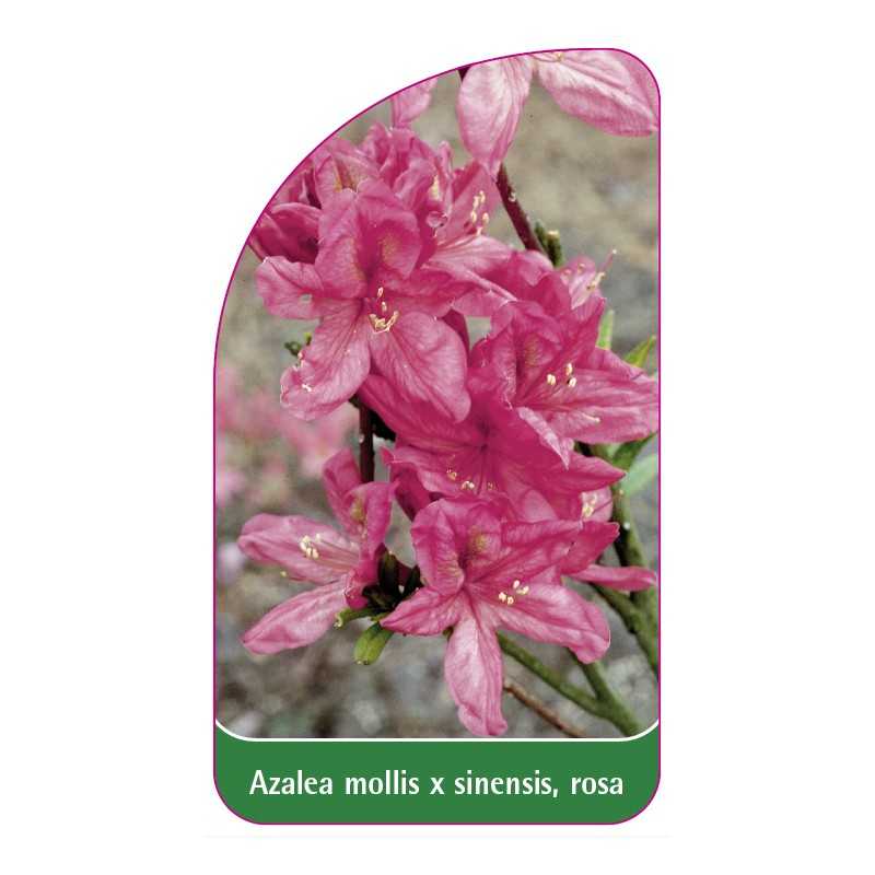 azalea-mollis-x-sinensis-rosa1