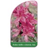 azalea-mollis-x-sinensis-rosa1