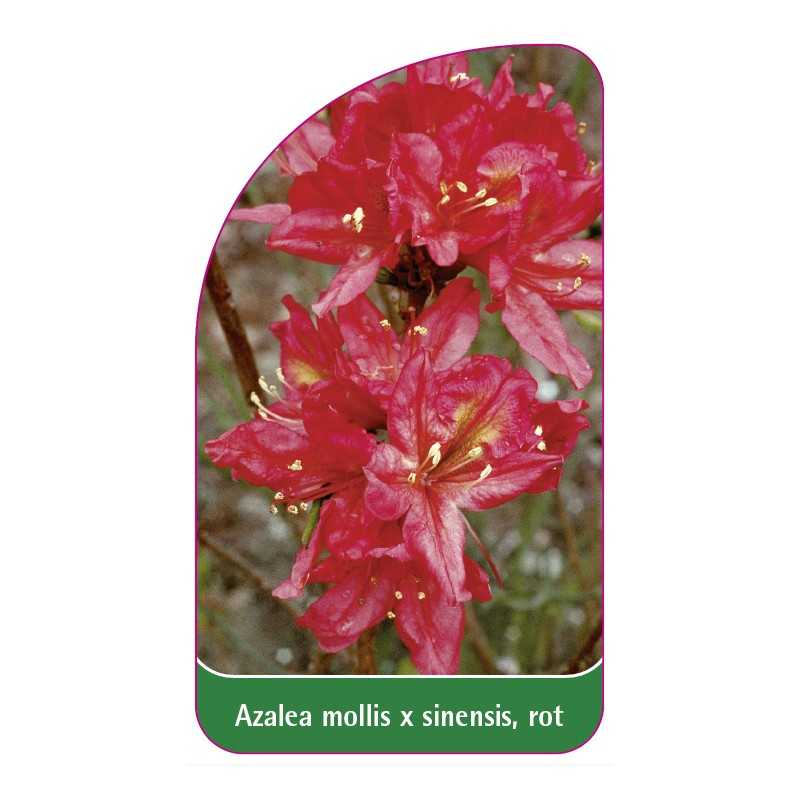 azalea-mollis-x-sinensisrot1