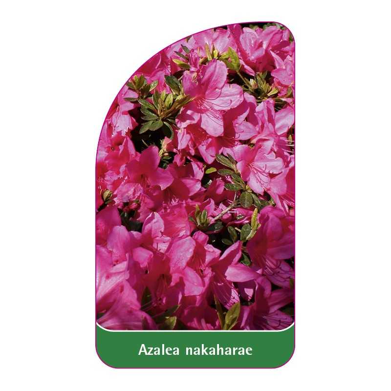 azalea-nakaharae1
