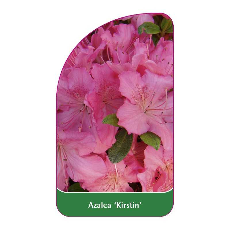 azalea-kirstin-standard1