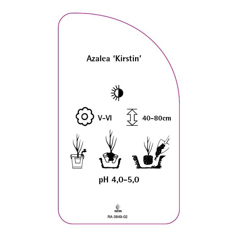 azalea-kirstin-standard0