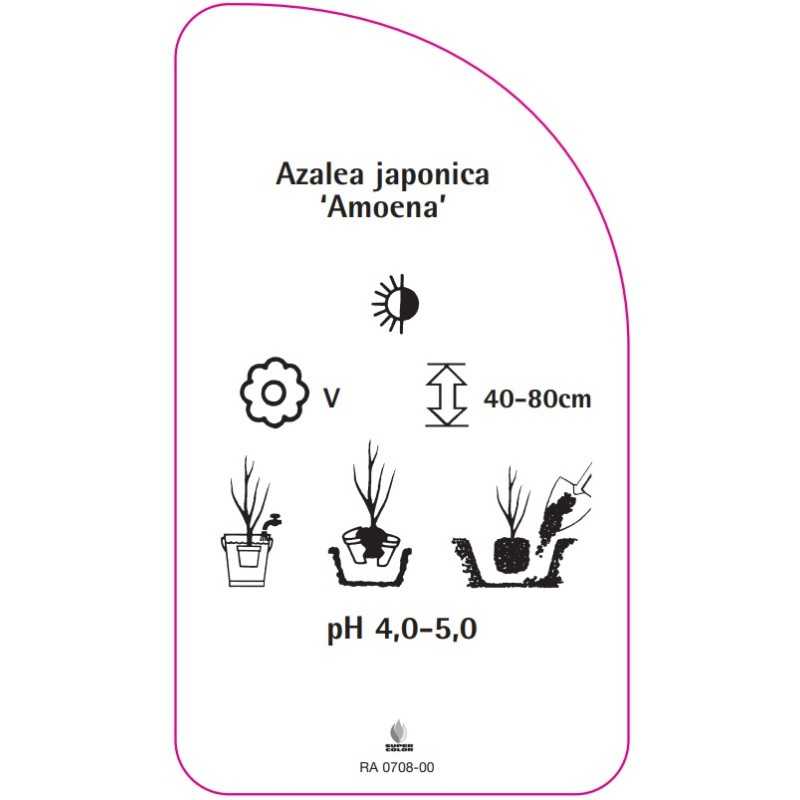 azalea-japonica-amoena-0