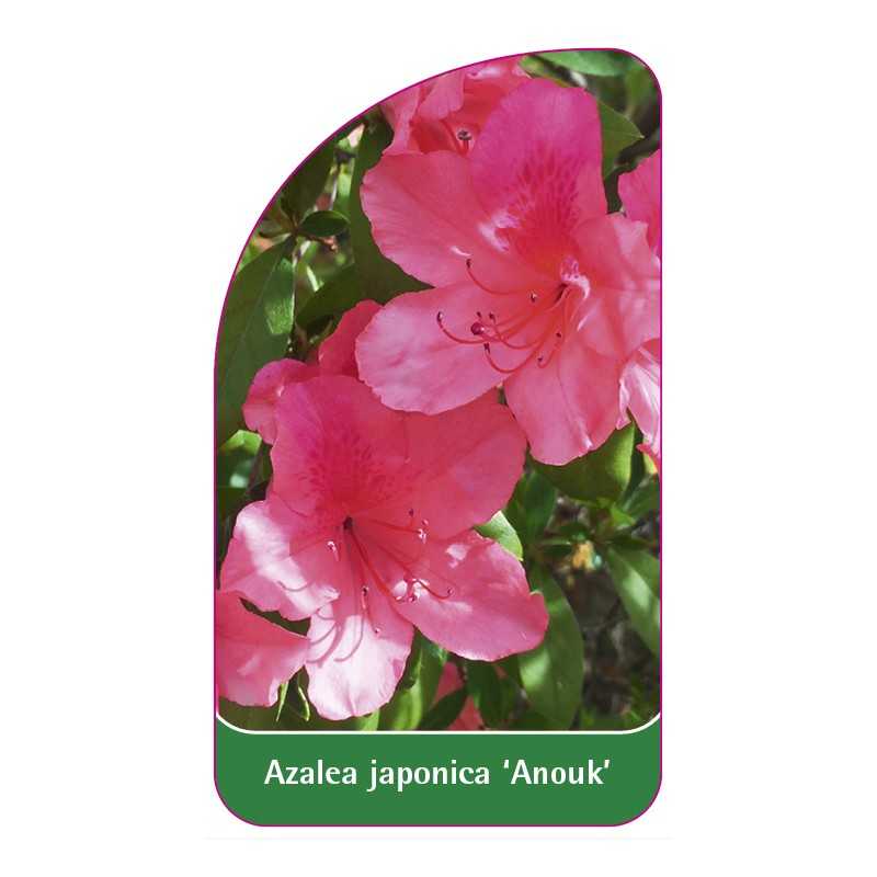 azalea-japonica-anouk-standard1
