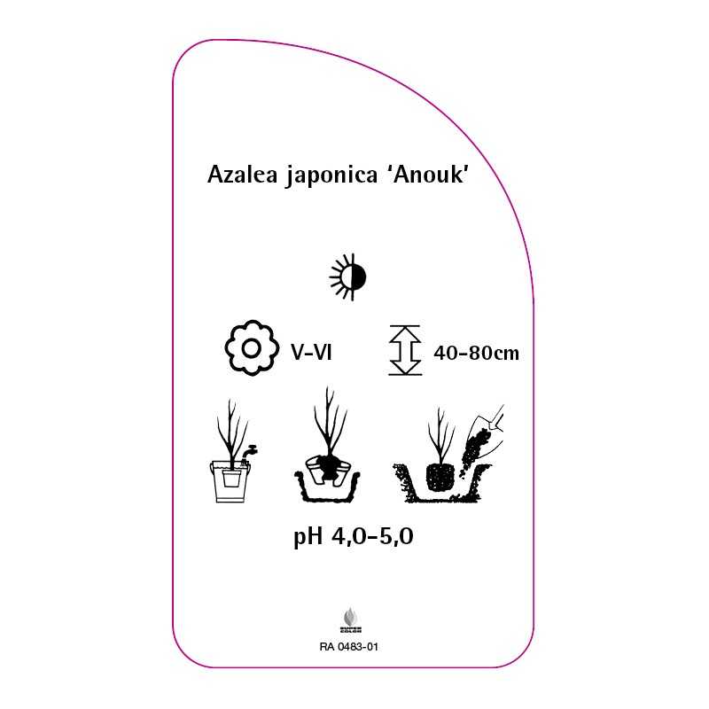 azalea-japonica-anouk-standard0