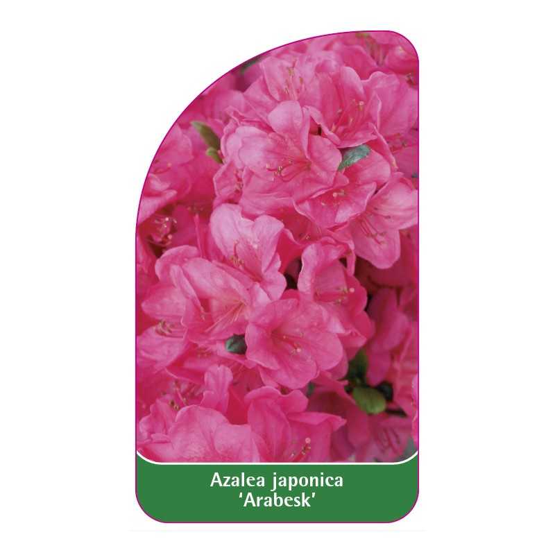 azalea-japonica-arabesk-1