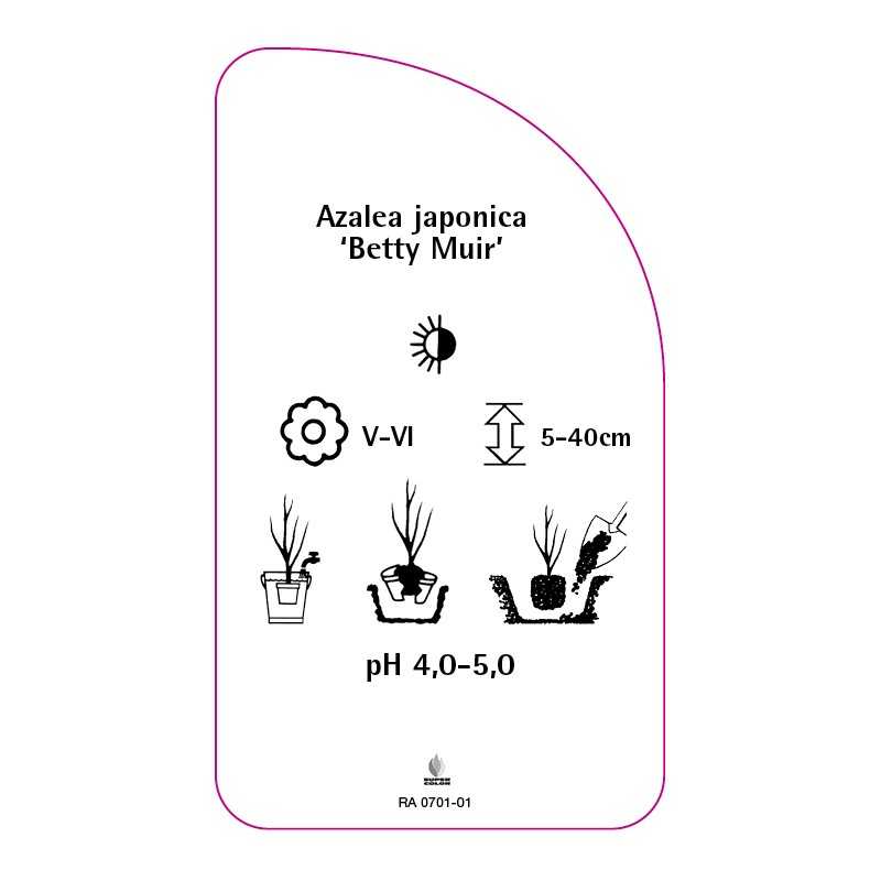azalea-japonica-betty-muir-standard0