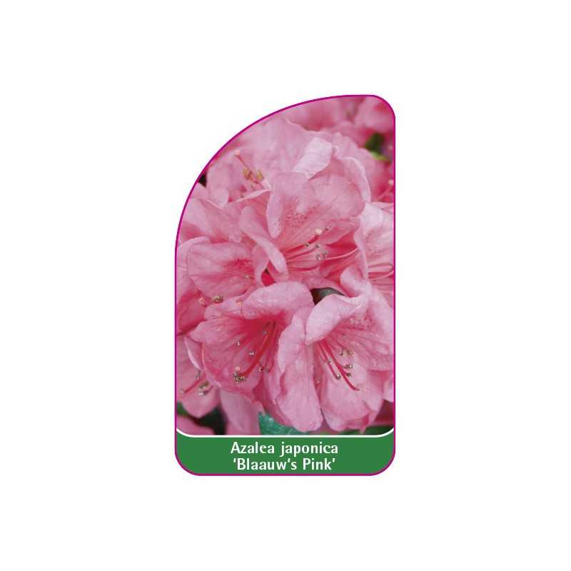 azalea-japonica-blaauw-s-pink-mini1