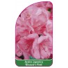 azalea-japonica-blaauw-s-pink-mini1