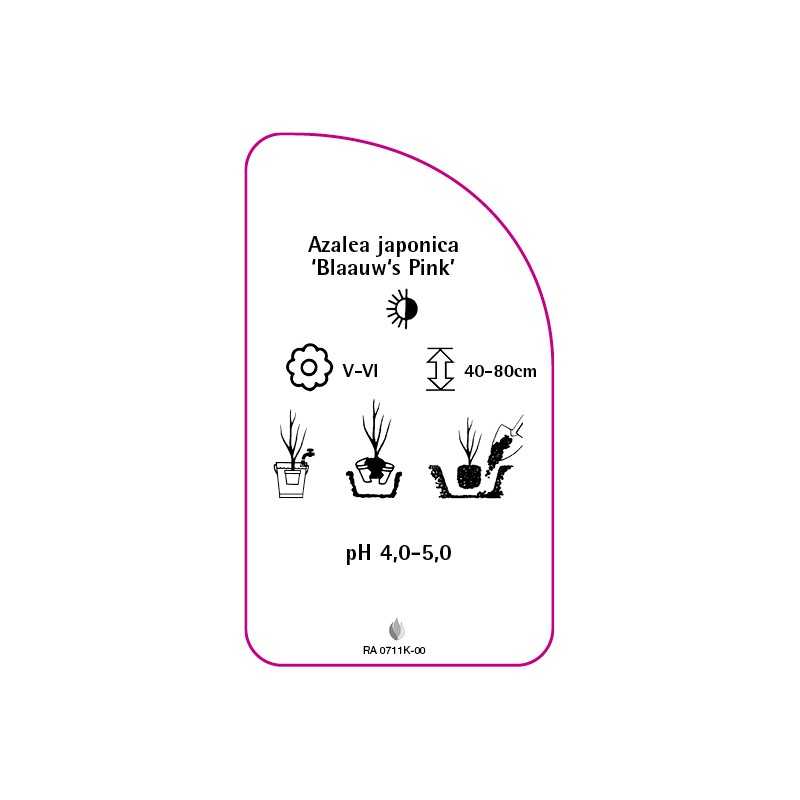 azalea-japonica-blaauw-s-pink-mini0