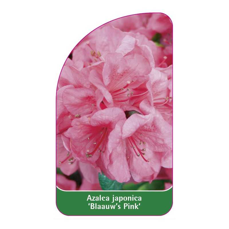 azalea-japonica-blaauw-s-pink-standard1