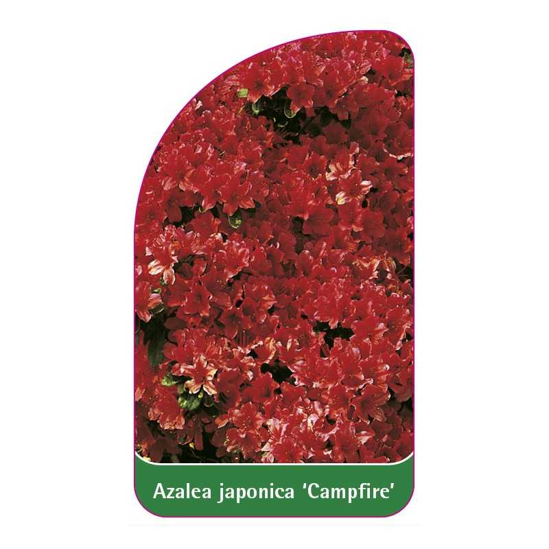 azalea-japonica-campfire-1