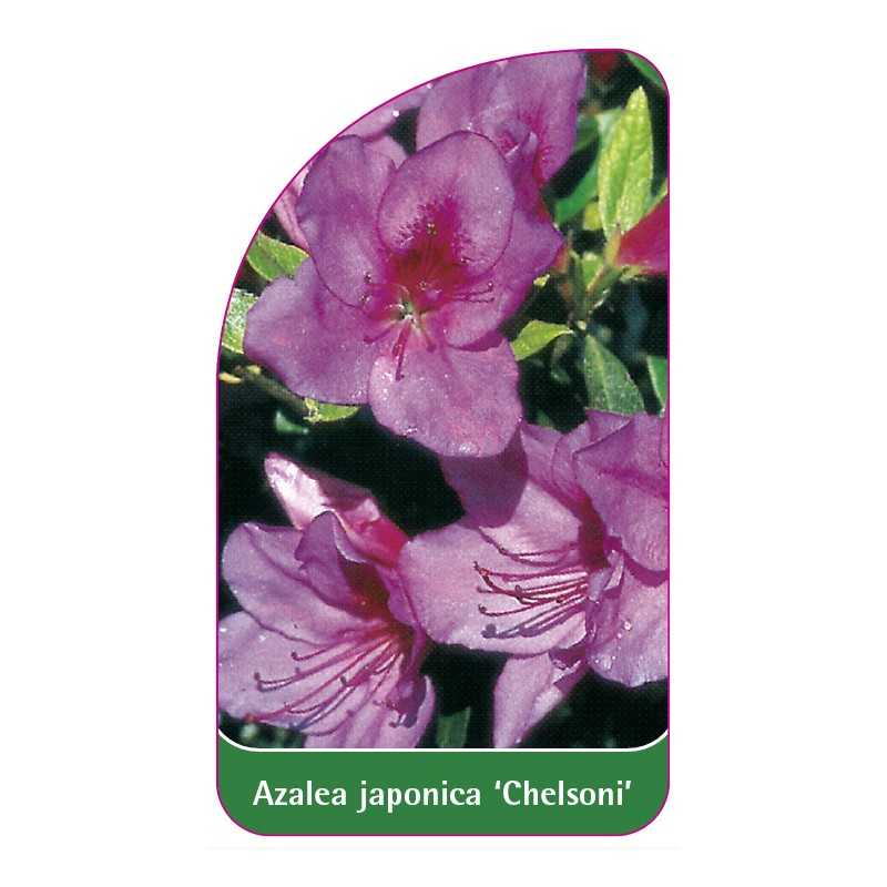 azalea-japonica-chelsoni-1