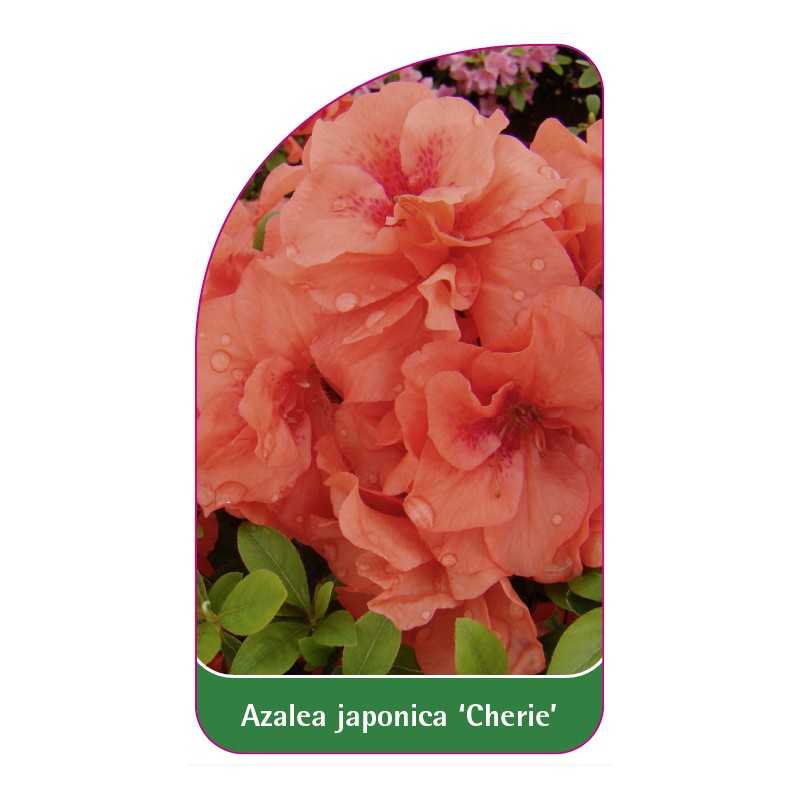 azalea-japonica-cherie-a-standard1