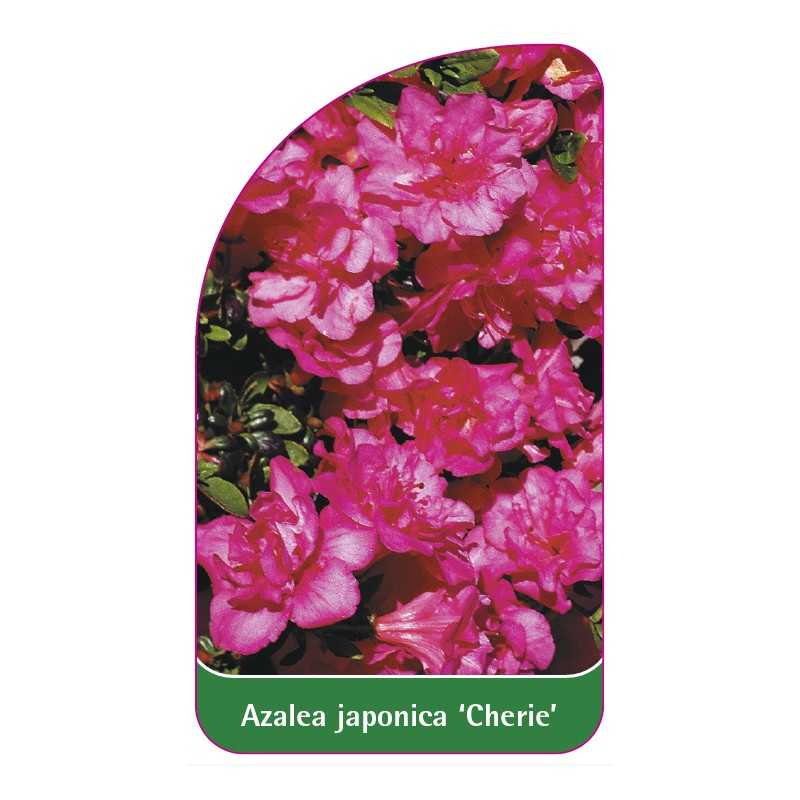 azalea-japonica-cherie-b-standard1