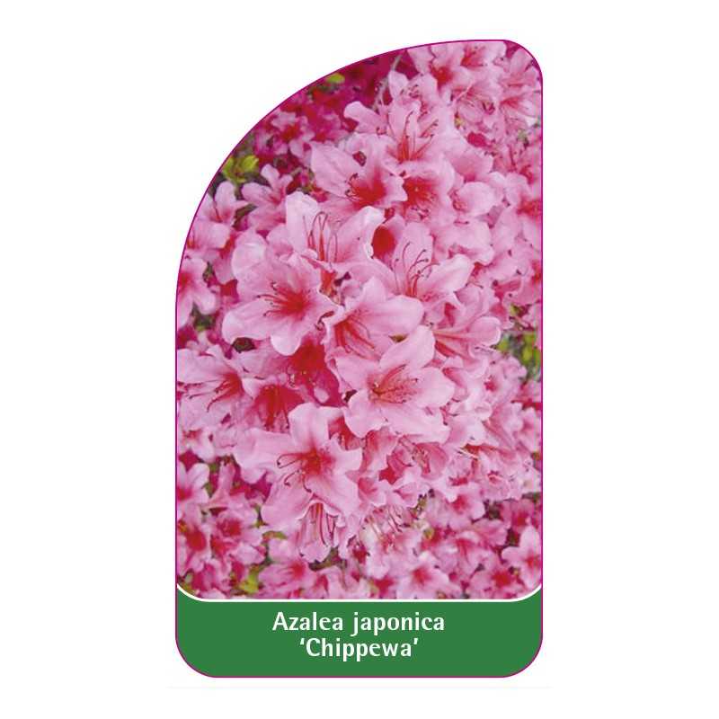 azalea-japonica-chippewa-standard1