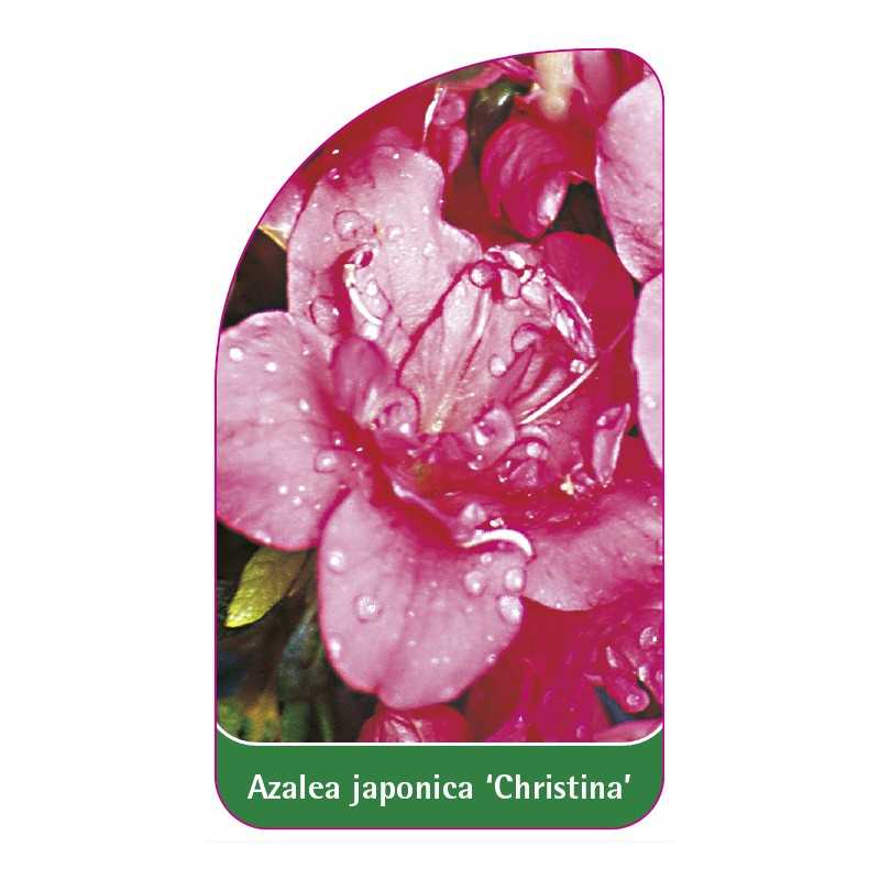 azalea-japonica-christina-1