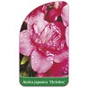 azalea-japonica-christina-1