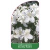 azalea-japonica-dorothy-haiden-1