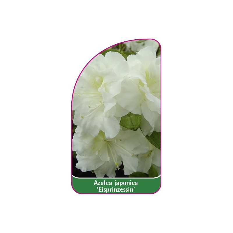 azalea-japonica-eisprinzessin-a1