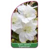 azalea-japonica-eisprinzessin-b1