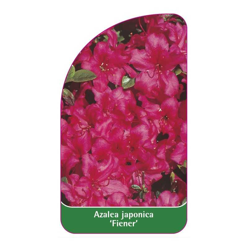 azalea-japonica-fiener-1