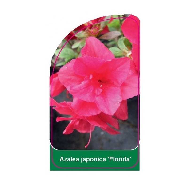 azalea-japonica-florida-1