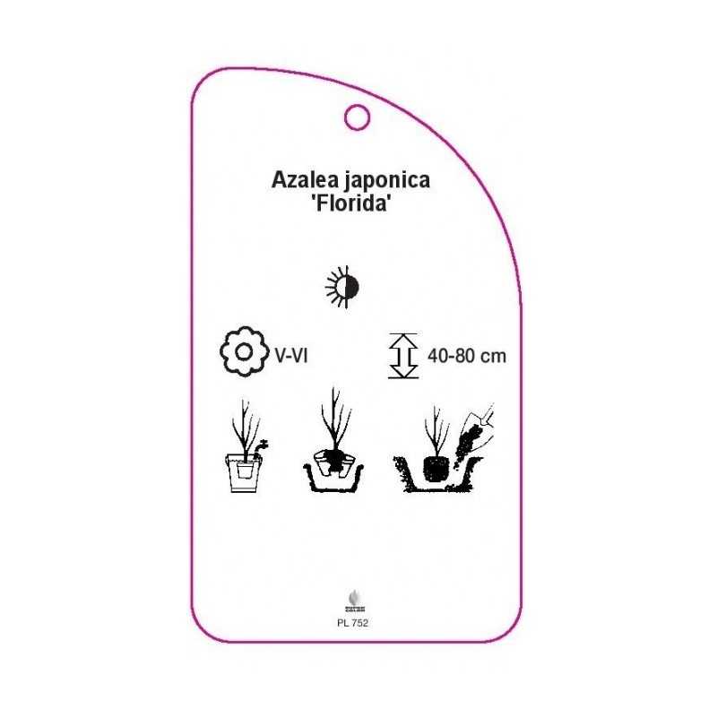 azalea-japonica-florida-0