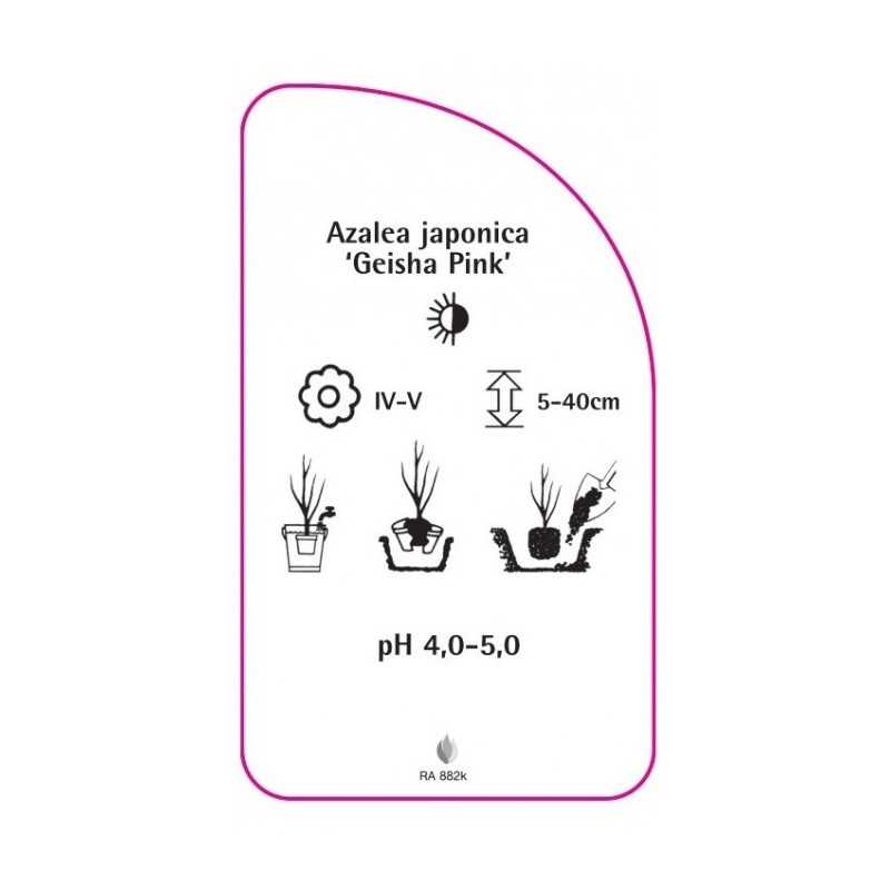 azalea-japonica-geisha-pink-0