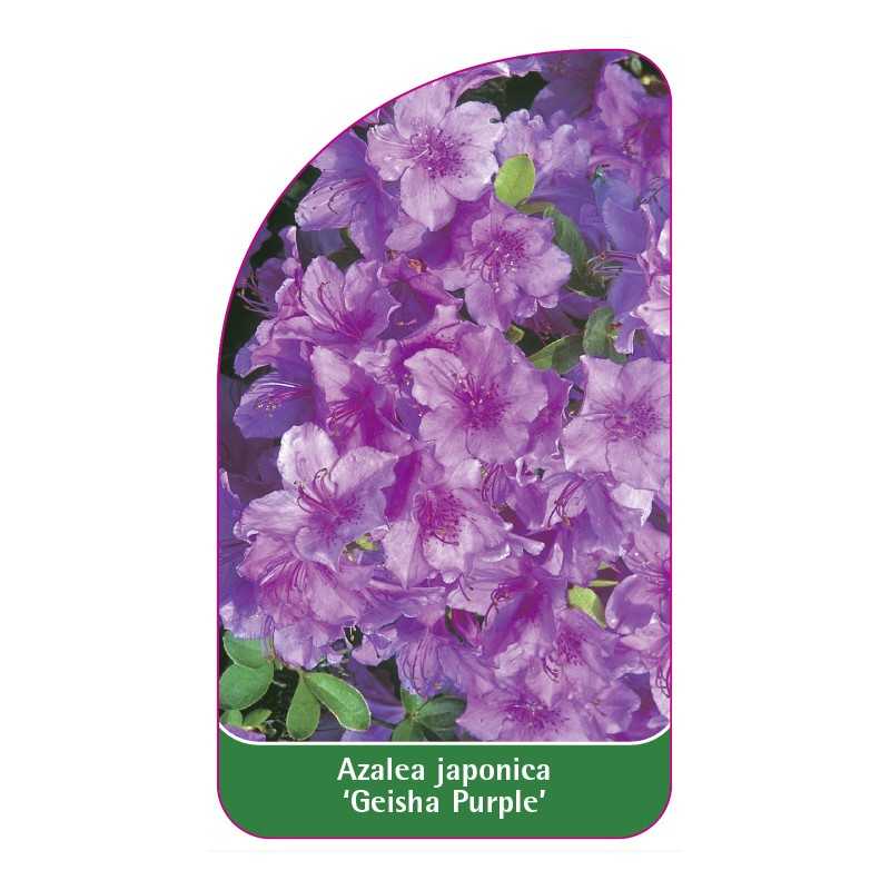 azalea-japonica-geisha-purple-standard1