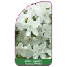 azalea-japonica-geisha-white-1