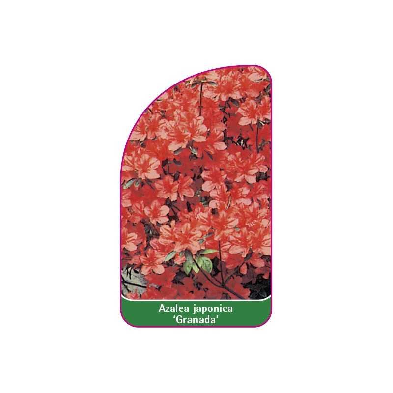 azalea-japonica-granada-1