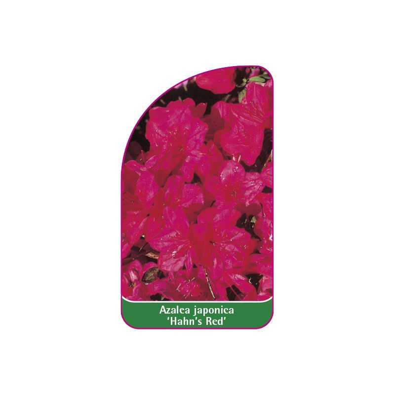 azalea-japonica-hahn-s-red-1