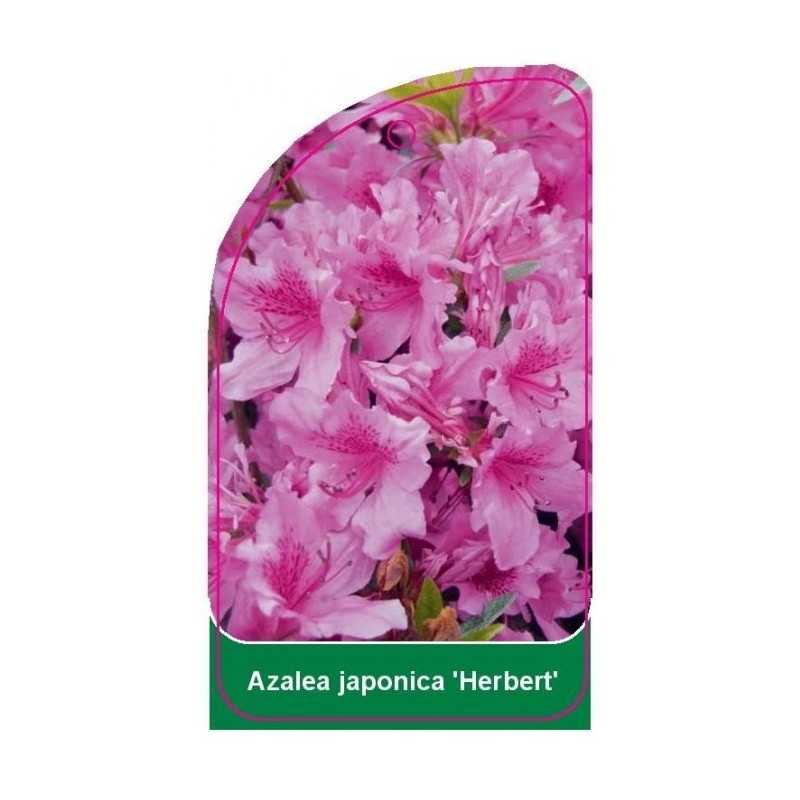 azalea-japonica-herbert-1