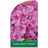 azalea-japonica-herbert-1