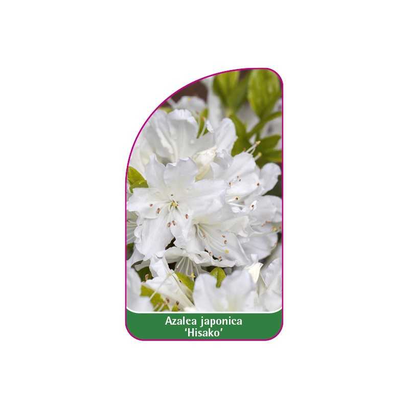 azalea-japonica-hisako-1