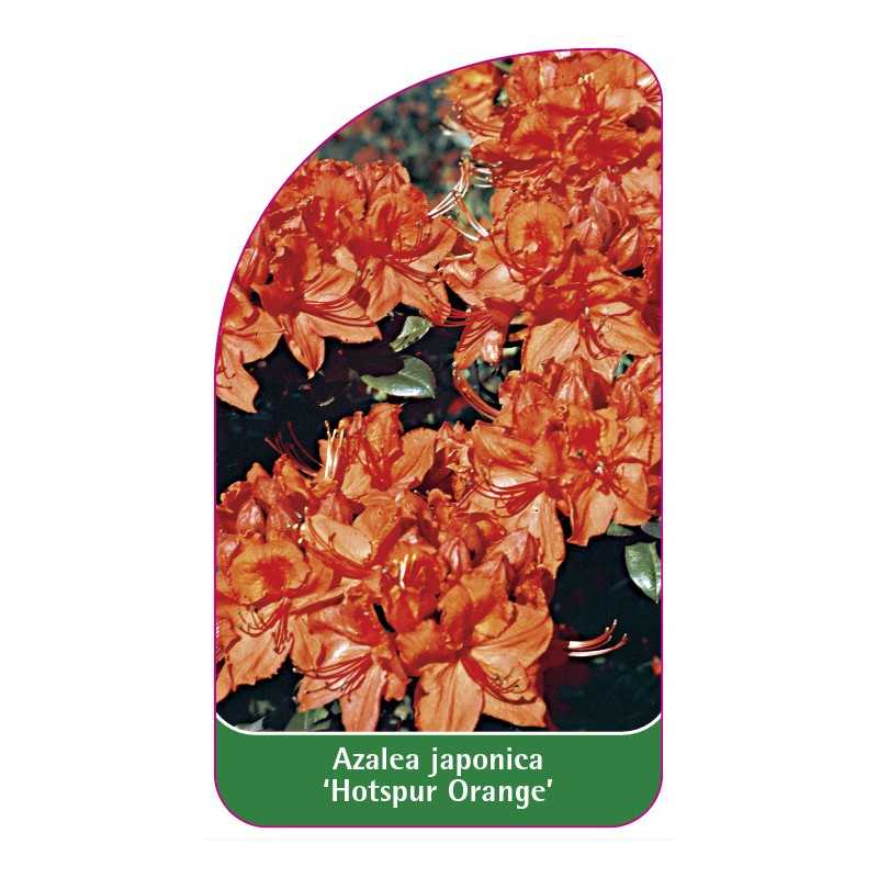 azalea-japonica-hotspur-orange-1