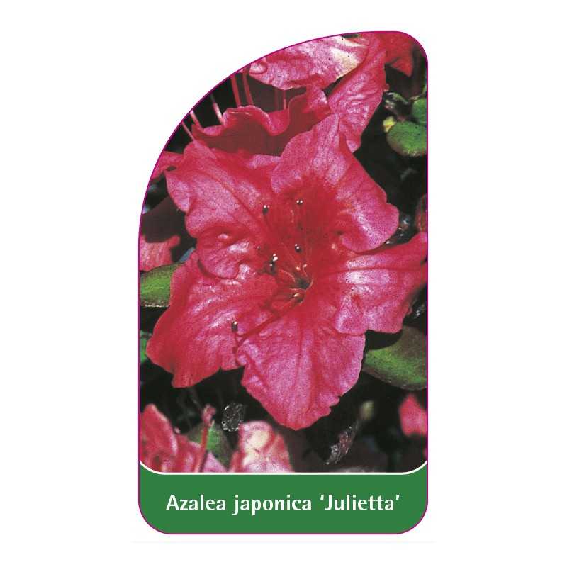 azalea-japonica-julietta-standard1