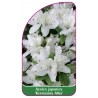azalea-japonica-kermesina-alba-1