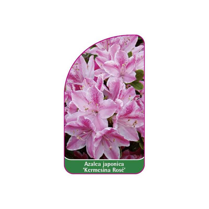 azalea-japonica-kermesina-rose-1
