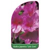 azalea-japonica-late-love-1