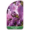 azalea-japonica-lavenda-1