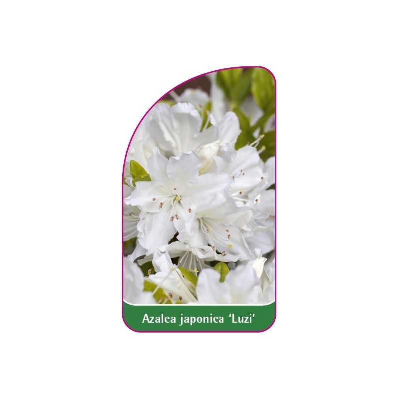azalea-japonica-luizi-mini1
