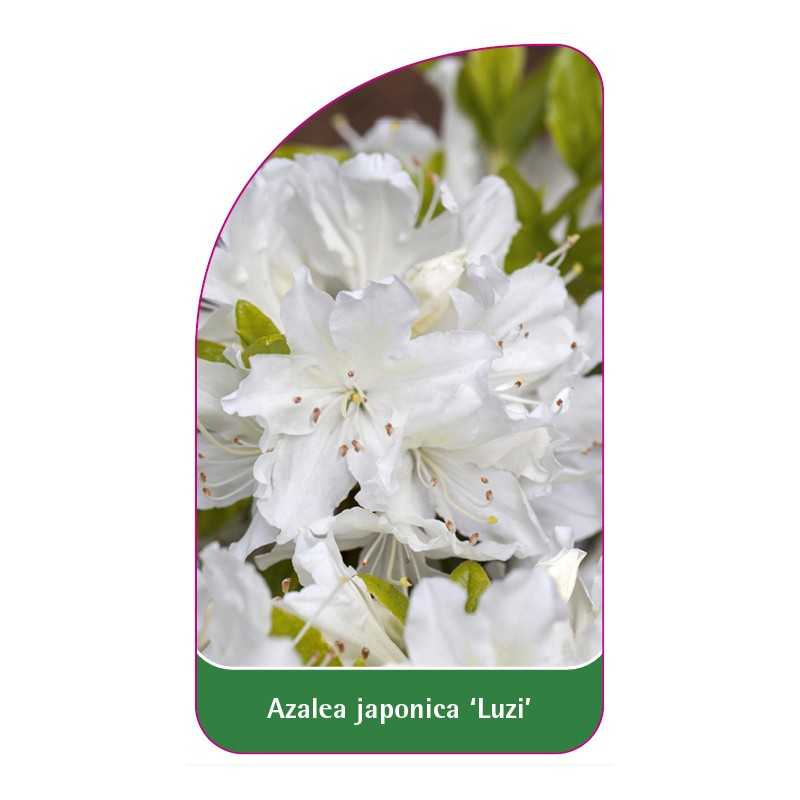 azalea-japonica-luizi-standard1