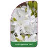 azalea-japonica-luizi-standard1