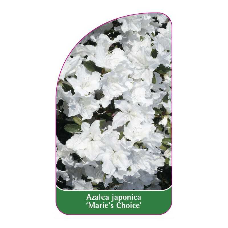 azalea-japonica-marie-s-choice-1