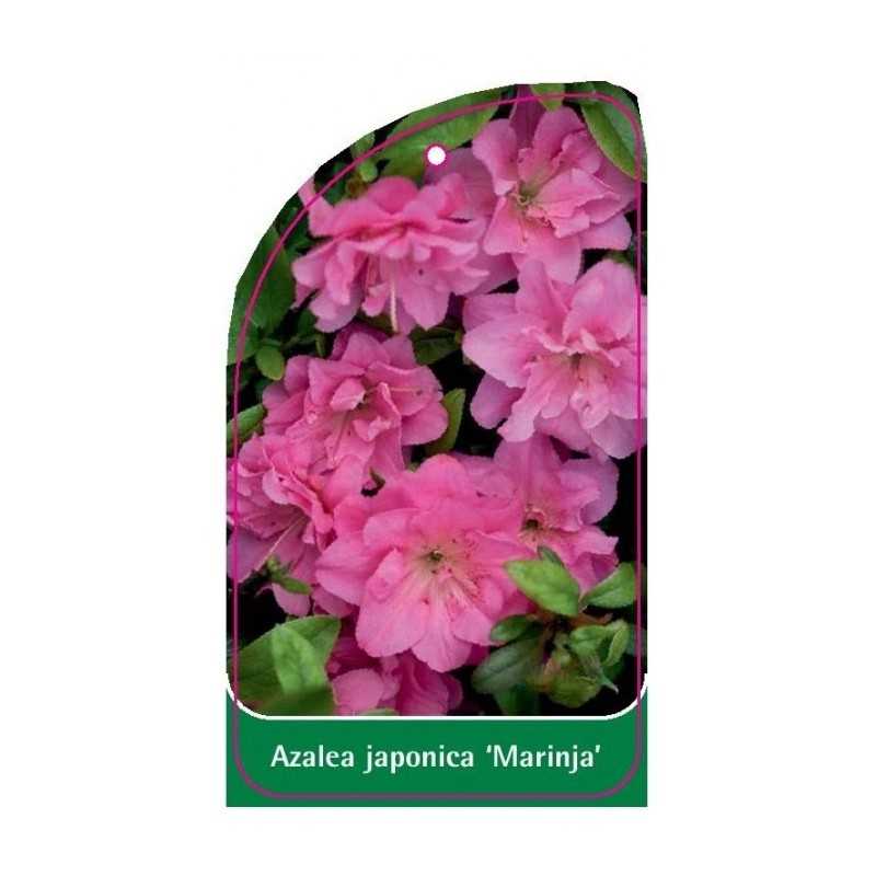 azalea-japonica-marinja-standard1