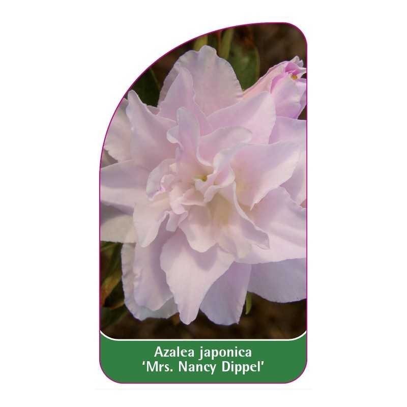 azalea-japonica-mrs-nancy-dippel-standard1