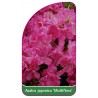 azalea-japonica-multiflora-mini1