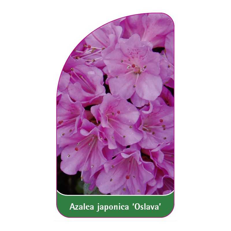 azalea-japonica-oslava-standard1